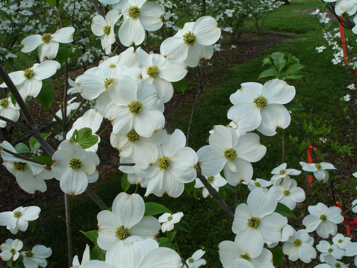 Cornus Florida Appalachian Joy Single Stem - View 5 from www redcrocus com