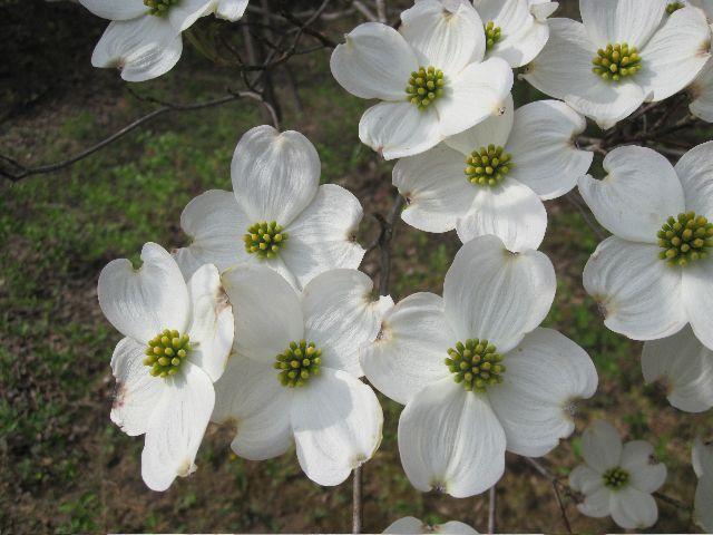 Cornus Florida Appalachian Joy Single Stem - View 6 from www redcrocus com
