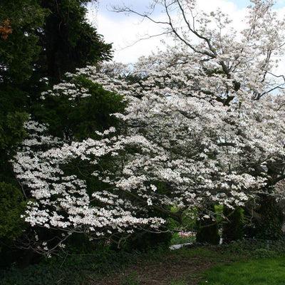 Cornus Florida Appalachian Joy Single Stem - View 7 from www redcrocus com