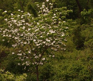 Cornus Florida Appalachian Joy Single Stem - View 8 from www redcrocus com