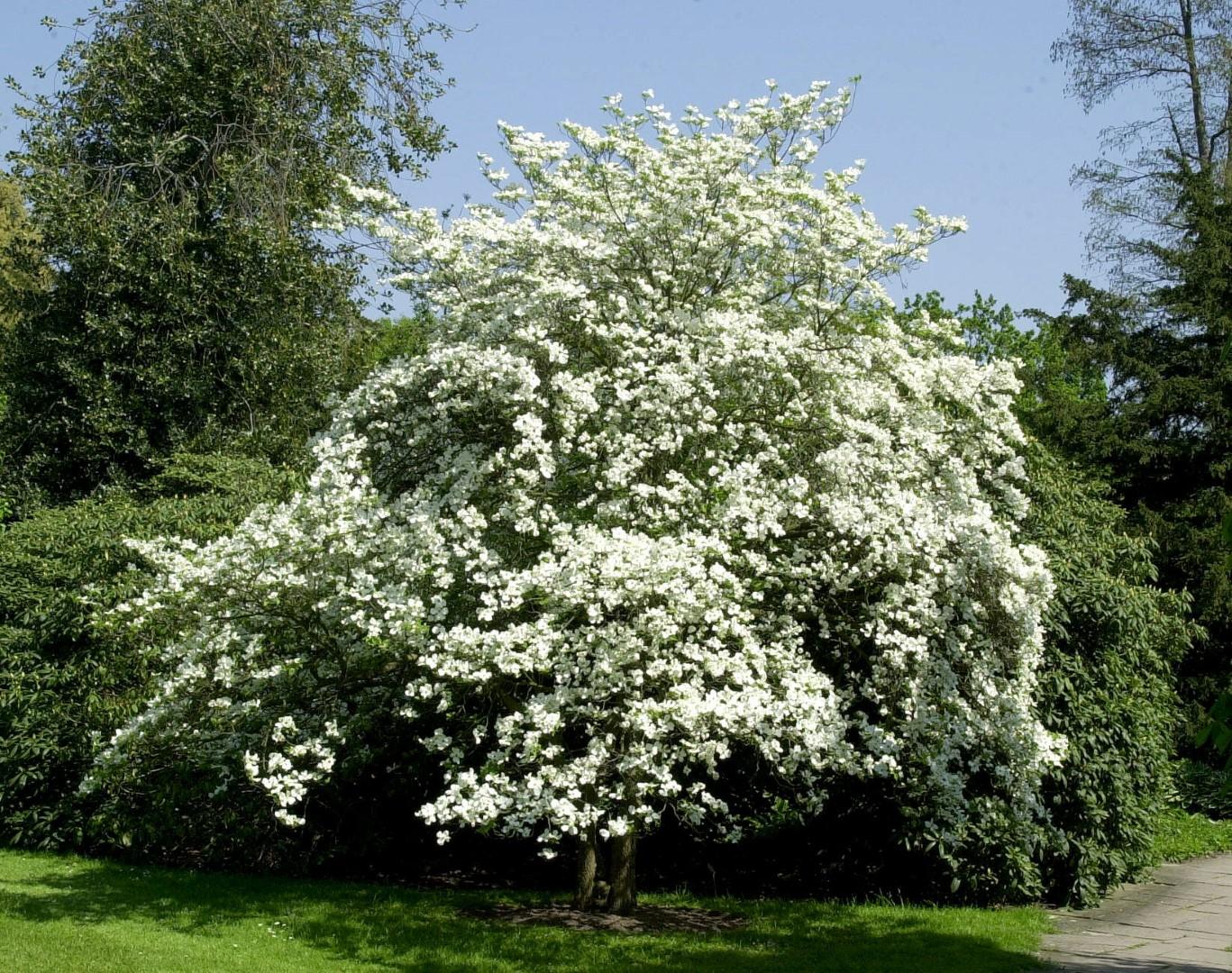 Cornus Florida Rivendell Snowfall Single Stem - View 11 from www redcrocus com