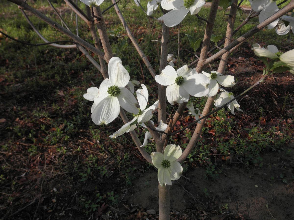 Cornus Florida Rivendell Snowfall Single Stem - View 16 from www redcrocus com