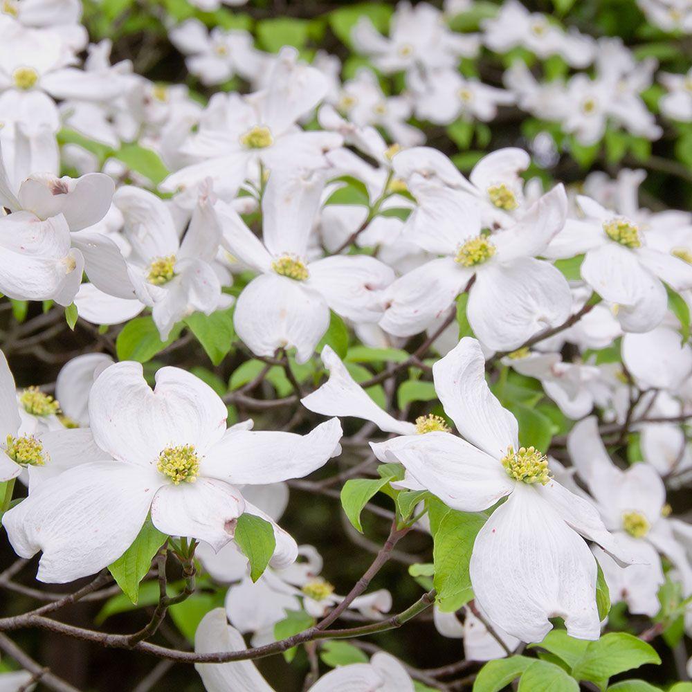 Cornus Florida Rivendell Snowfall Single Stem - View 17 from www redcrocus com