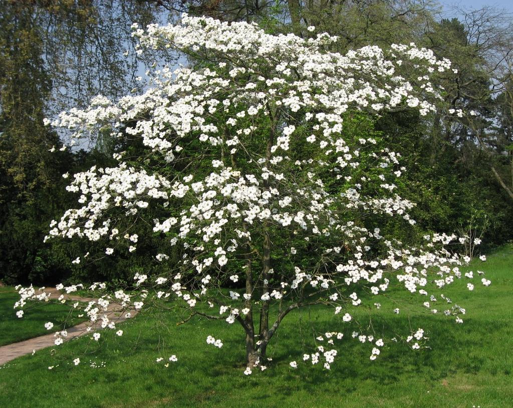 Cornus Florida Rivendell Snowfall Single Stem - View 3 from www redcrocus com