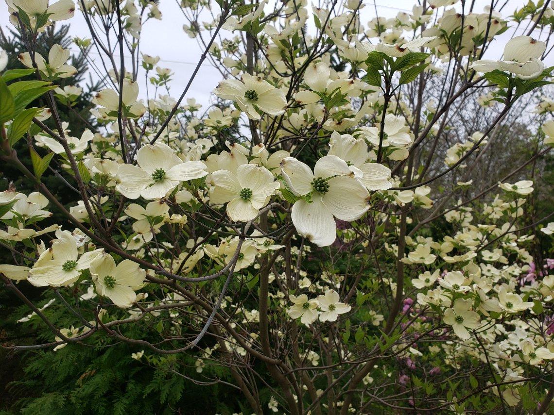 Cornus Florida Rivendell Snowfall Single Stem - View 4 from www redcrocus com