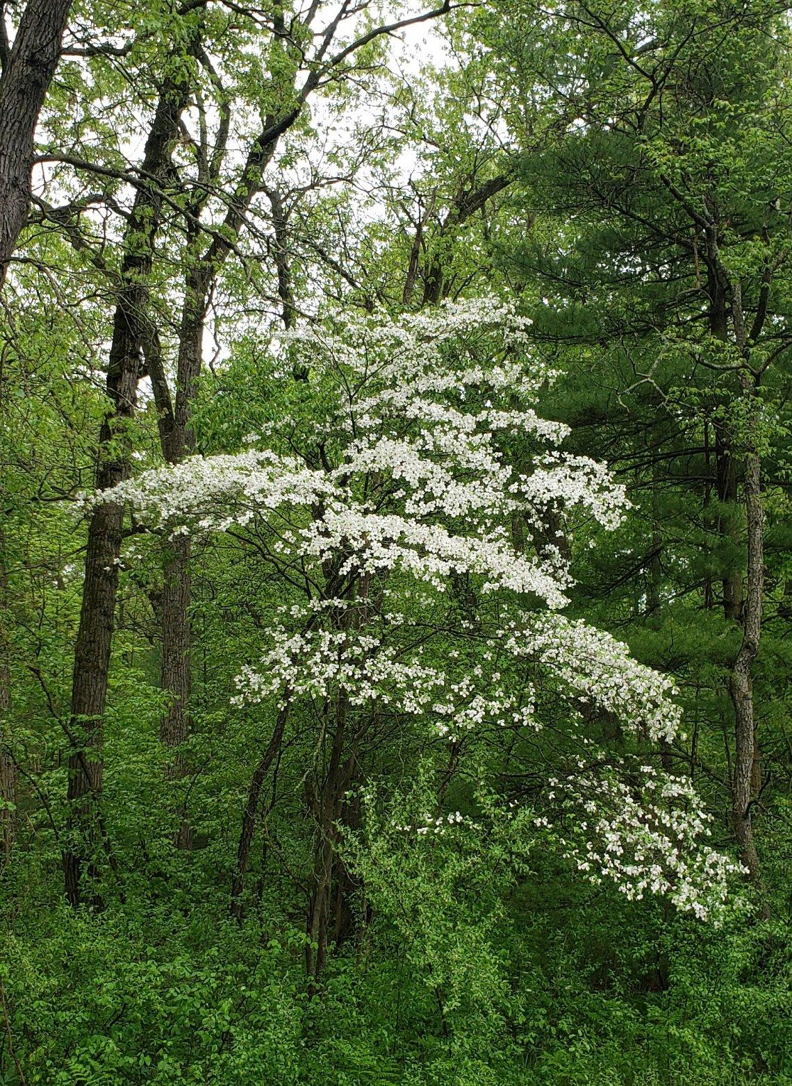 Cornus Florida Rivendell Snowfall Single Stem - View 6 from www redcrocus com