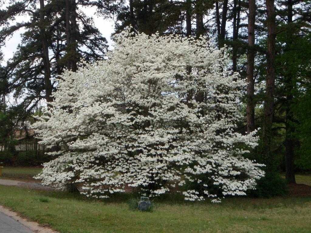 Cornus Florida Rivendell Snowfall Single Stem - View 7 from www redcrocus com