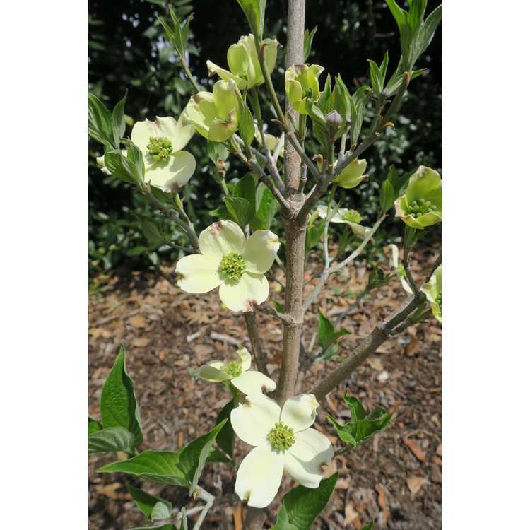 Cornus Florida Rivendell Snowfall Single Stem - View 9 from www redcrocus com