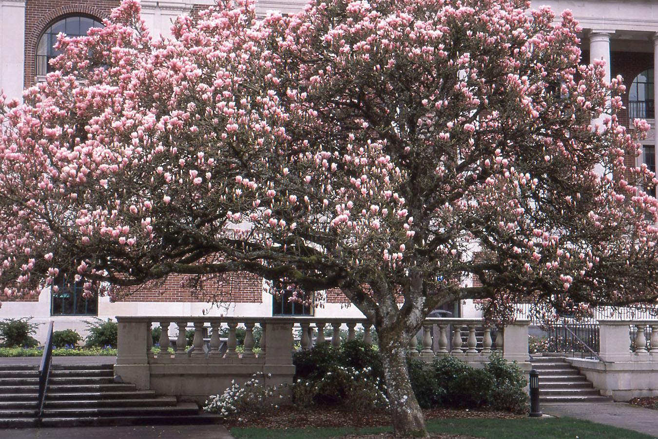 Magnolia Soulangeana Verbanica Multi Stem - View 16 from www redcrocus com