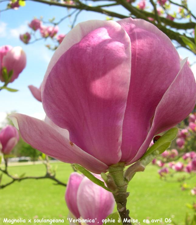 Magnolia Soulangeana Verbanica Multi Stem - View 17 from www redcrocus com