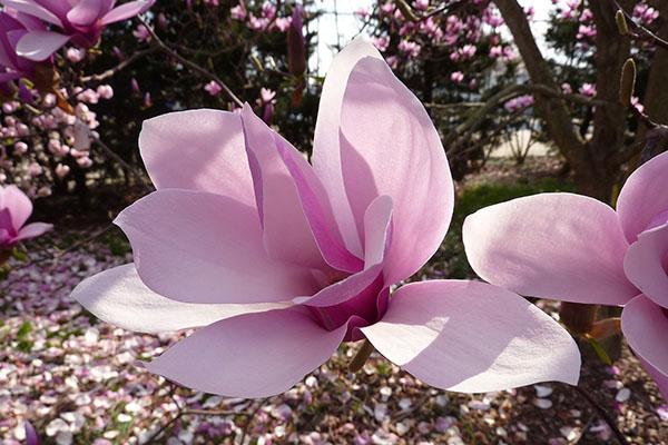 Magnolia Soulangeana Verbanica Multi Stem - View 6 from www redcrocus com