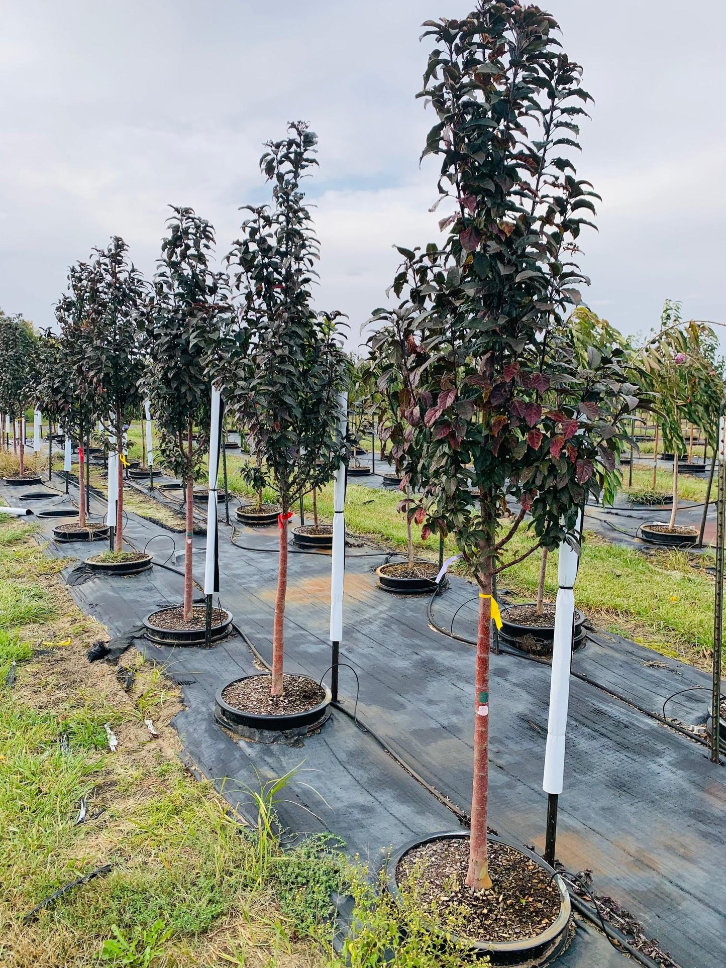 Malus Raspberry Spear - View 11 from www redcrocus com