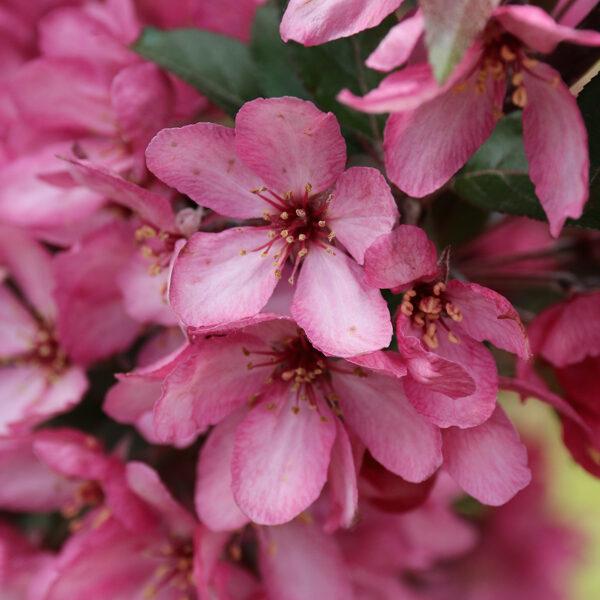 Malus Raspberry Spear - View 14 from www redcrocus com