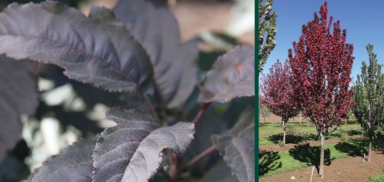 Malus Raspberry Spear - View 16 from www redcrocus com