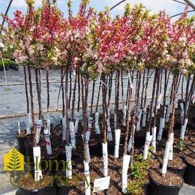 Malus Raspberry Spear - View 17 from www redcrocus com