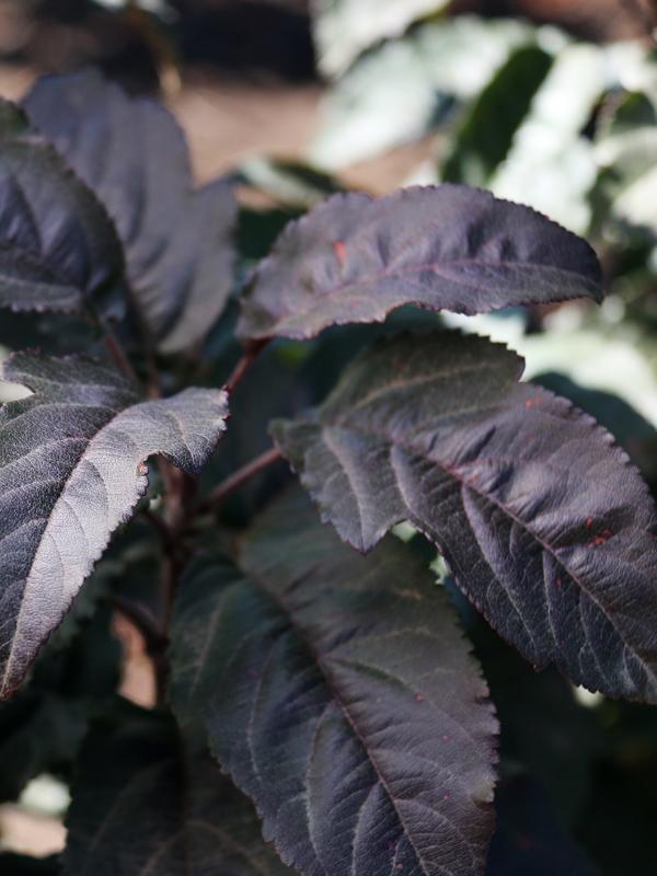 Malus Raspberry Spear - View 18 from www redcrocus com