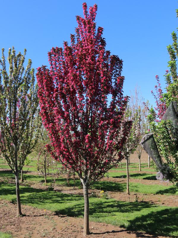 Malus Raspberry Spear - View 1 from www redcrocus com