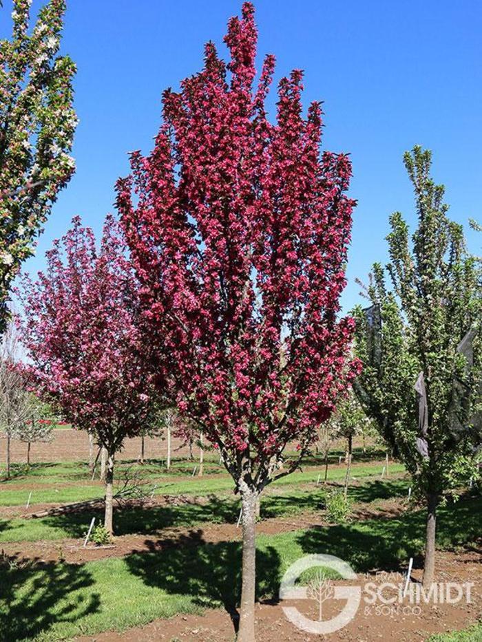 Malus Raspberry Spear - View 2 from www redcrocus com