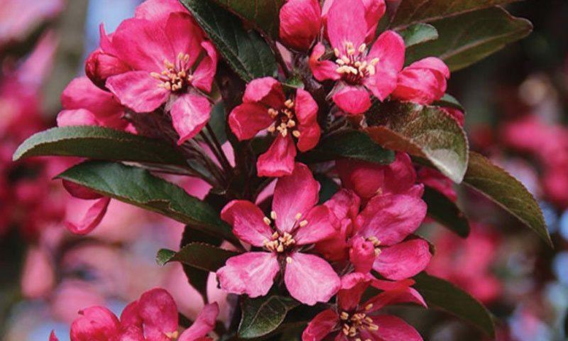 Malus Raspberry Spear - View 3 from www redcrocus com