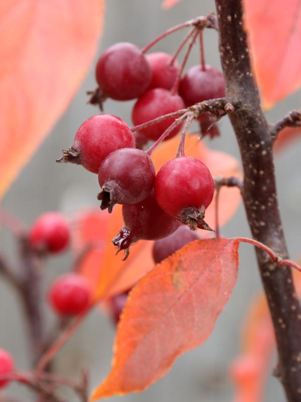 Malus Raspberry Spear - View 4 from www redcrocus com