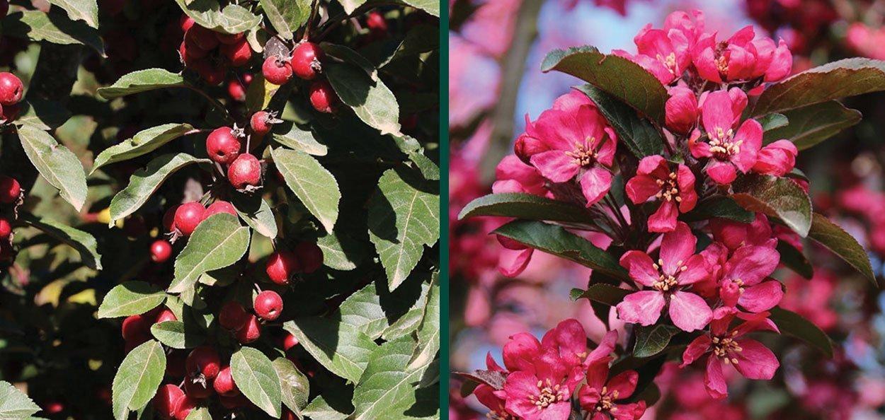 Malus Raspberry Spear - View 5 from www redcrocus com