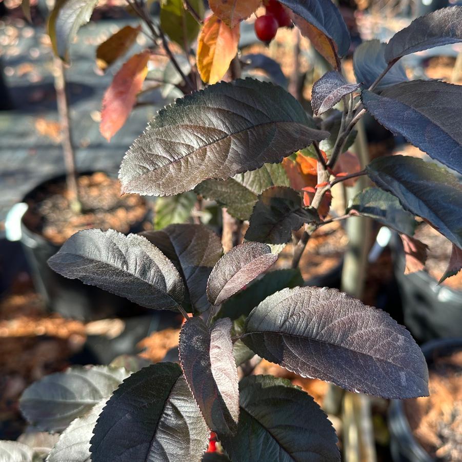 Malus Raspberry Spear - View 6 from www redcrocus com