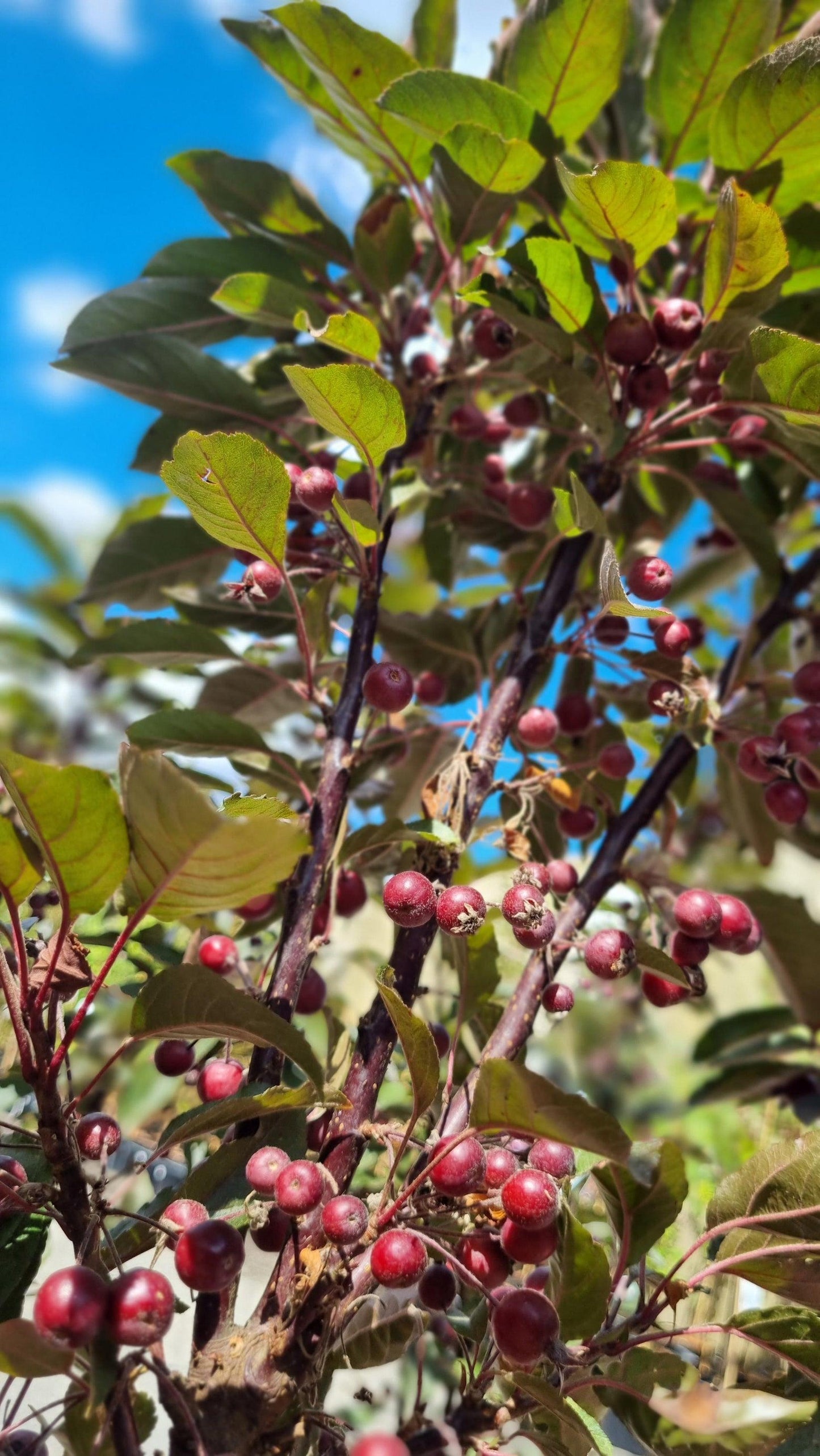 Malus Raspberry Spear - View 7 from www redcrocus com