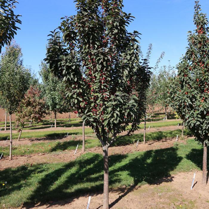 Malus Raspberry Spear - View 9 from www redcrocus com