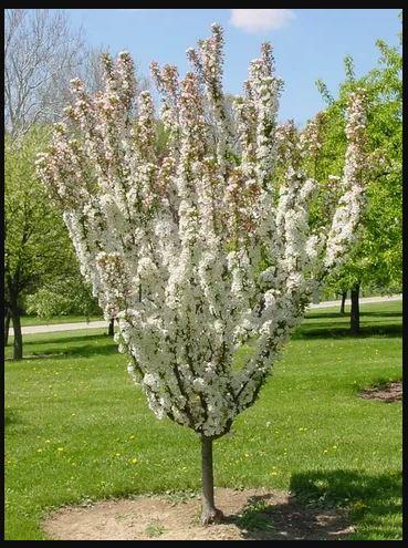 Malus Ivory Spear - View 2 from www redcrocus com
