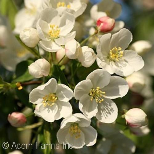 Malus Ivory Spear - View 6 from www redcrocus com