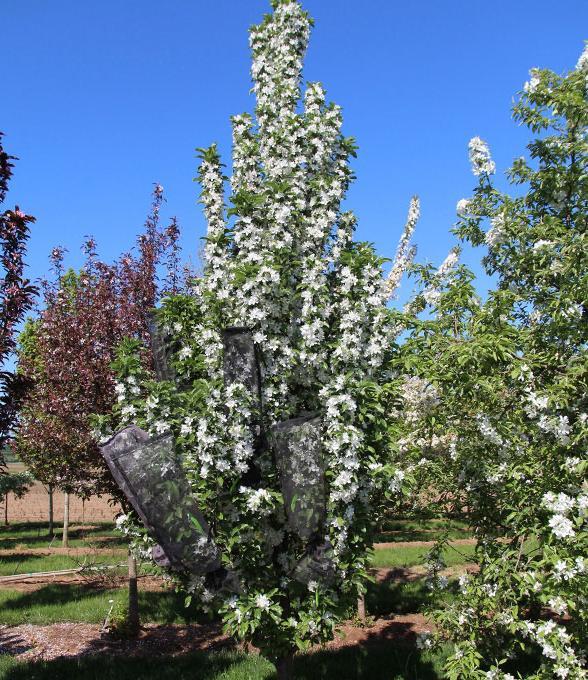 Malus Ivory Spear - View 9 from www redcrocus com