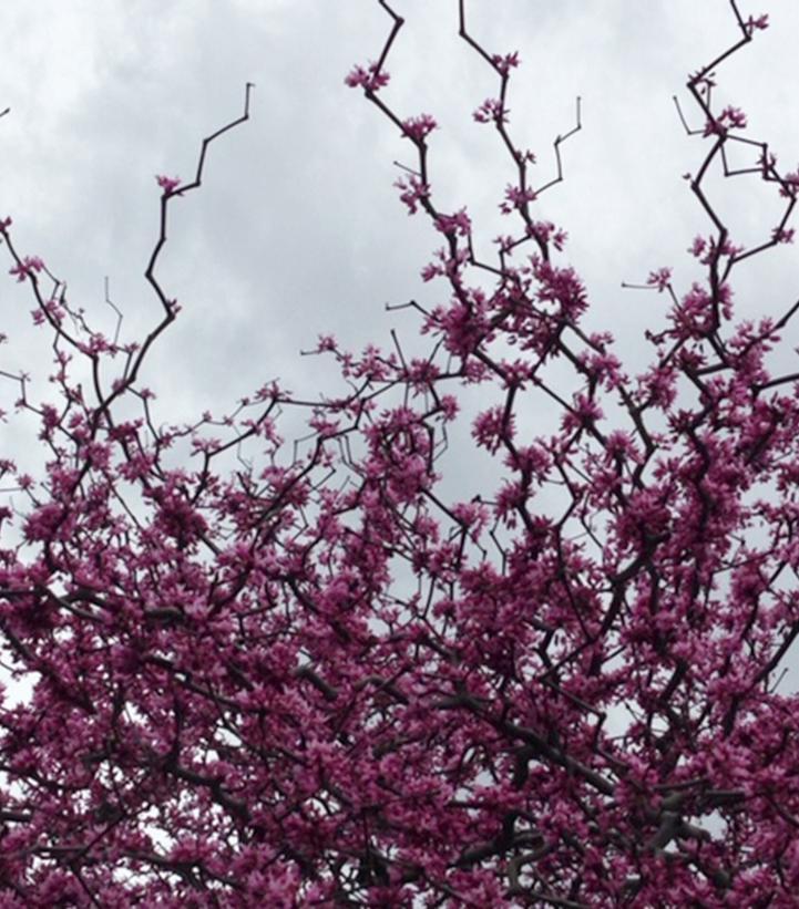 Cercis Canadensis Zig Zag Single Stem - View 4 from www redcrocus com