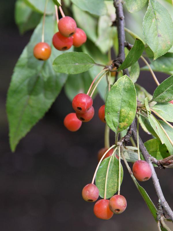 Malus Lollipop - View 11 from www redcrocus com