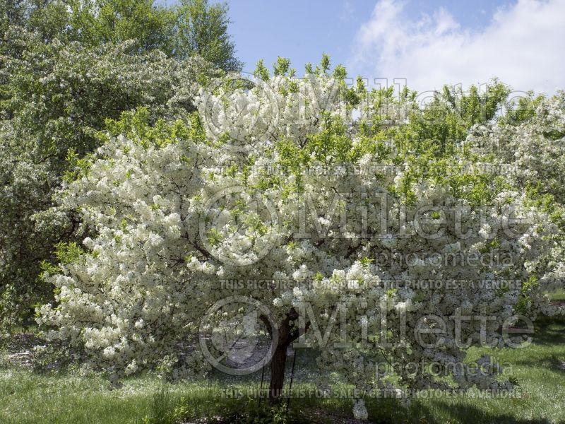 Malus Lollipop - View 18 from www redcrocus com