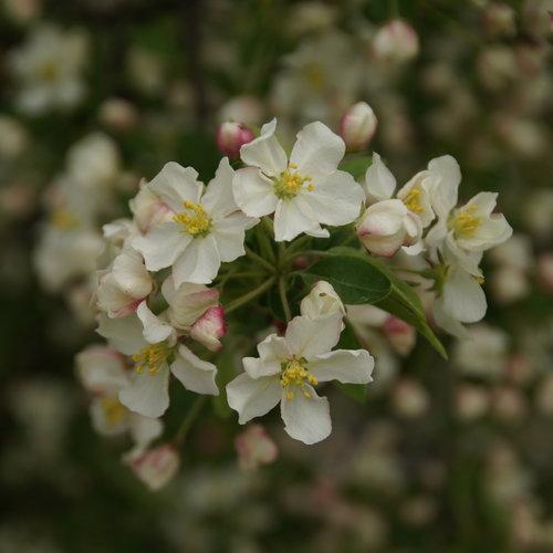 Malus Lollipop - View 4 from www redcrocus com