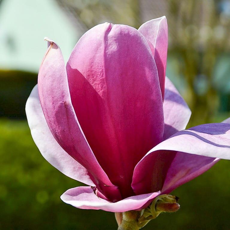 Magnolia Shirazz Single Stem - View 12 from www redcrocus com