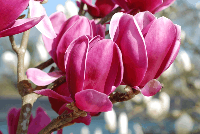 Magnolia Shirazz Single Stem - View 12 from www redcrocus com