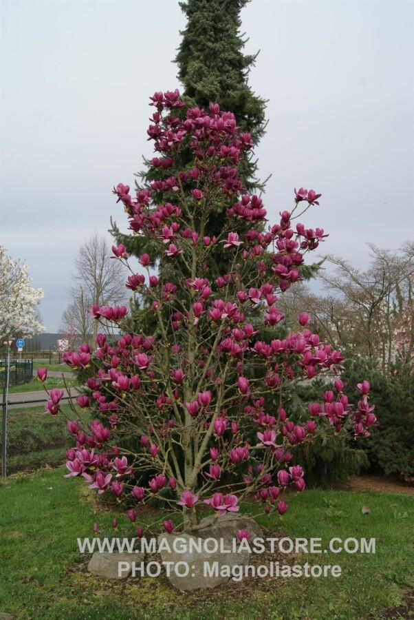 Magnolia Shirazz Single Stem - View 13 from www redcrocus com