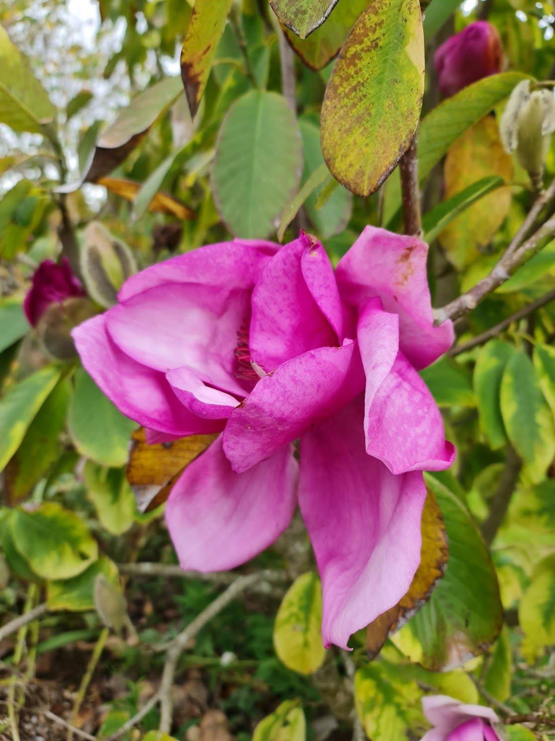 Magnolia Shirazz Single Stem - View 14 from www redcrocus com