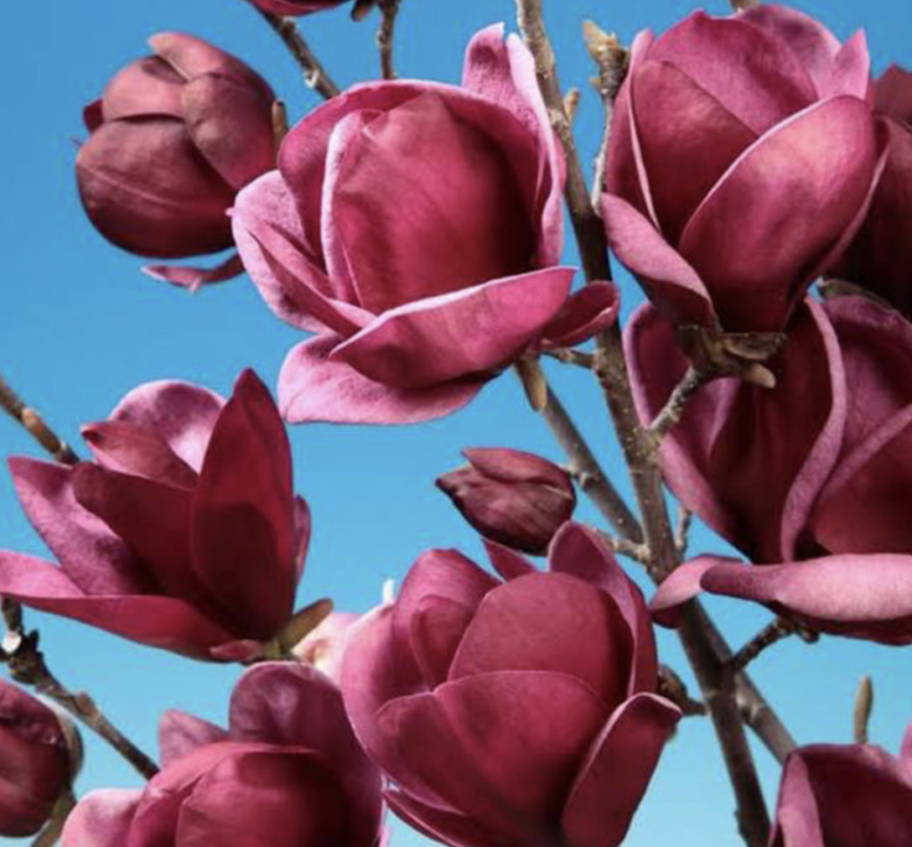 Magnolia Shirazz Single Stem - View 16 from www redcrocus com