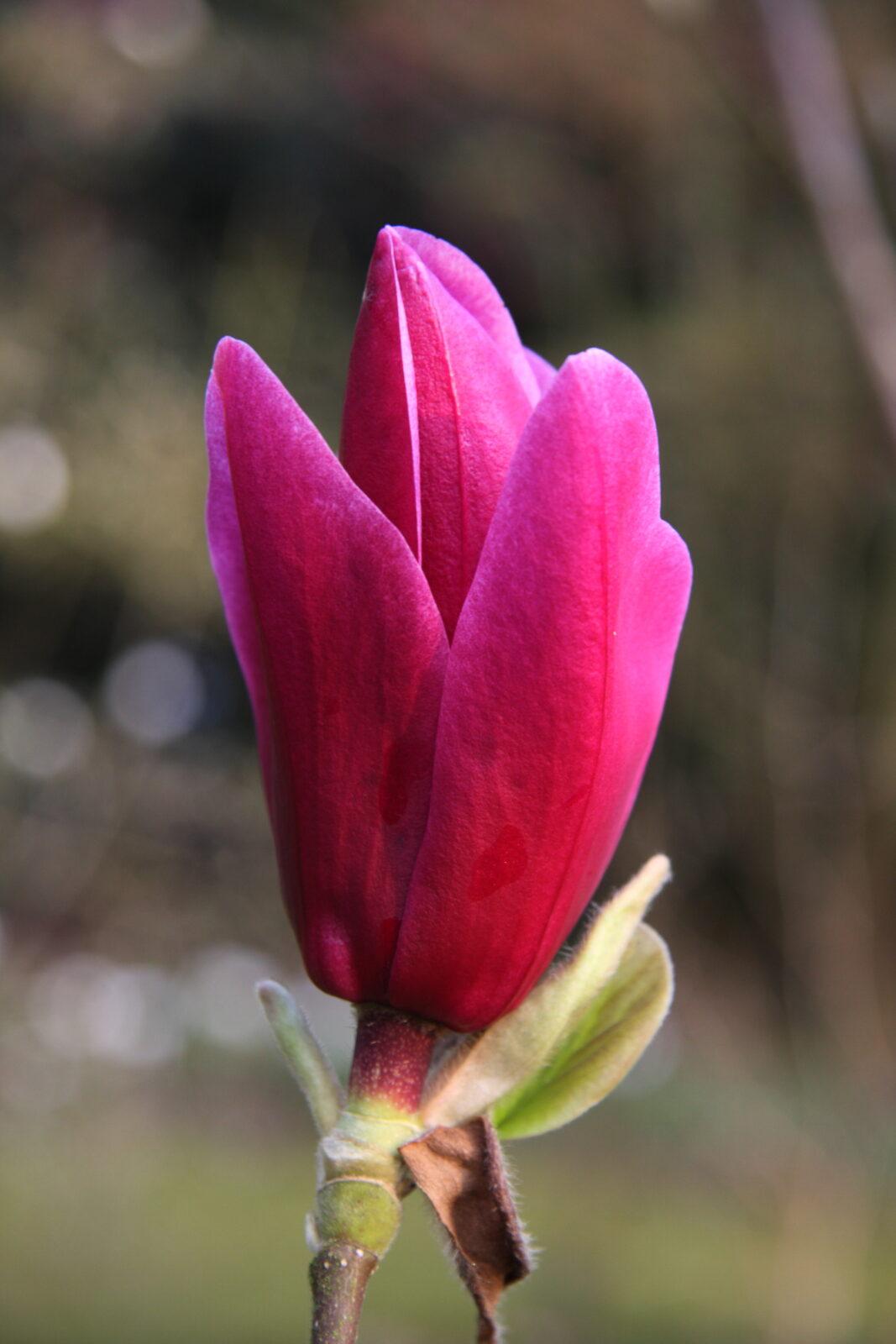 Magnolia Shirazz Single Stem - View 17 from www redcrocus com