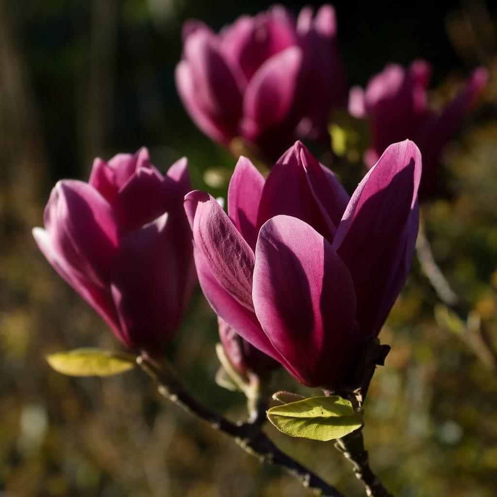 Magnolia Shirazz Single Stem - View 1 from www redcrocus com