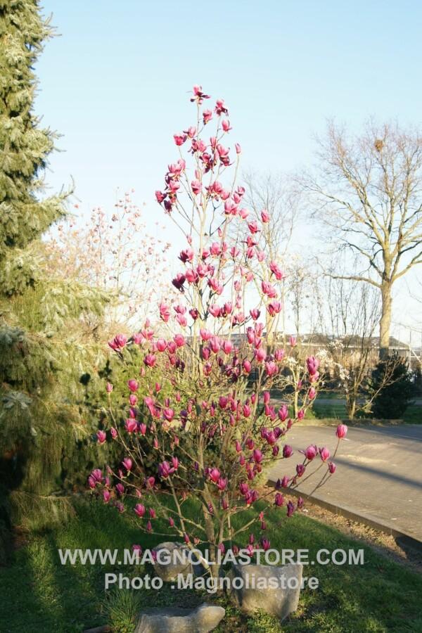 Magnolia Shirazz Single Stem - View 2 from www redcrocus com