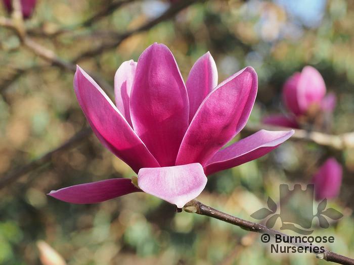 Magnolia Shirazz Single Stem - View 4 from www redcrocus com