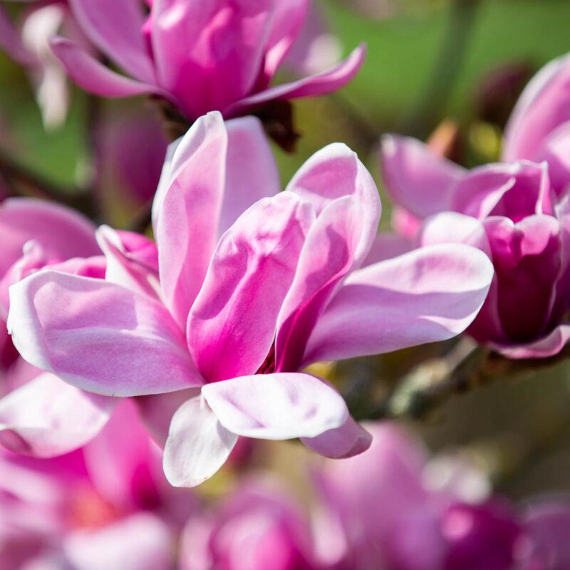 Magnolia Shirazz Single Stem - View 5 from www redcrocus com