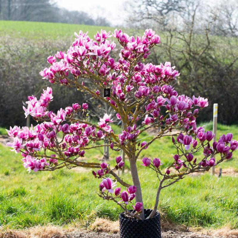 Magnolia Shirazz Single Stem - View 6 from www redcrocus com