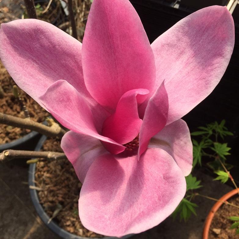 Magnolia Shirazz Single Stem - View 8 from www redcrocus com