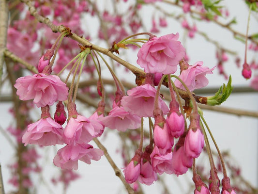 Prunus Subhirtella Pendula Plena Rosea Single Stem - View 11 from www redcrocus com