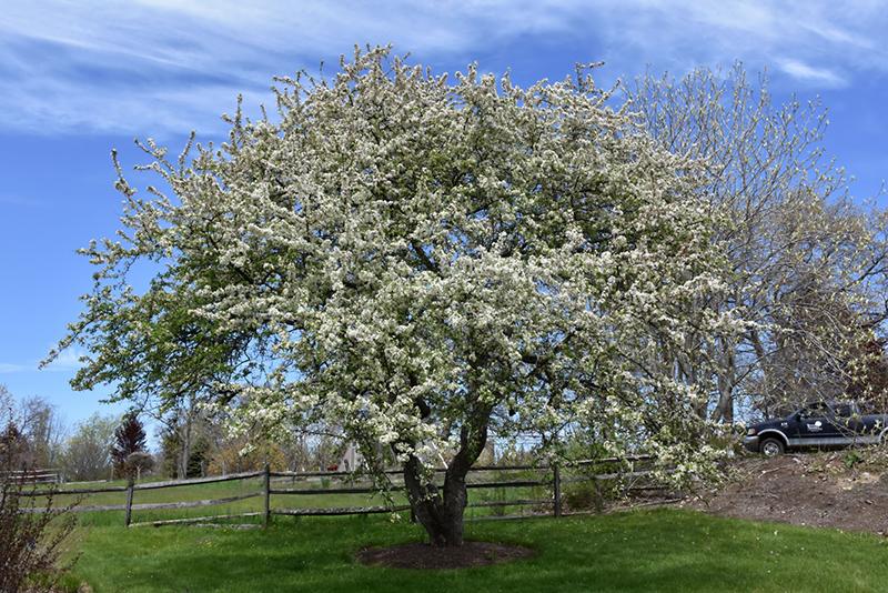 Malus Snowdrift - View 11 from www redcrocus com