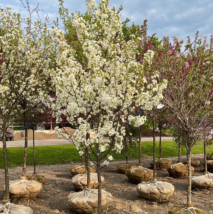 Malus Snowdrift - View 12 from www redcrocus com